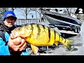 Perch Fishing Lures | rigs | baits   JUMBO PROBLEMS?!