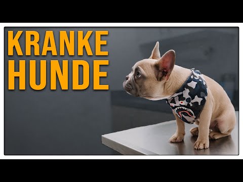Video: Diese Krankheit betrifft 80% der Deutschen Schäferhunde. Leidet dein Welpe still?