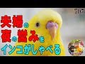 セキセイインコのお喋り 衝撃!夫婦も驚きの会話を覚えてしまった705|おもしろいかわいい動物ペット動画