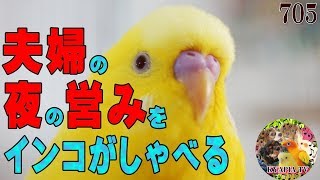 きゃぴあてれび Kyapia Tvの人気動画 Youtubeランキング