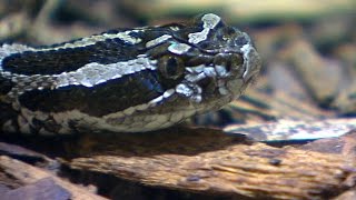 'Shy, quiet' rattlesnakes born at Toronto Zoo screenshot 3
