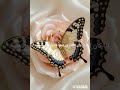 الصمت ابلغ من الكلام حكمة فكن حكيما في كلامك او صامتا تبلغ مرادك