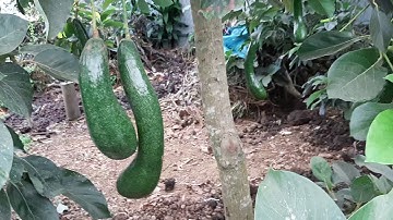 Bơ 034 sai trái tán đẹp dễ chăm.Vườn bơ 034 dậu loan. Trả lời thắc mắc trồng 1 hố 2 cây bơ 034