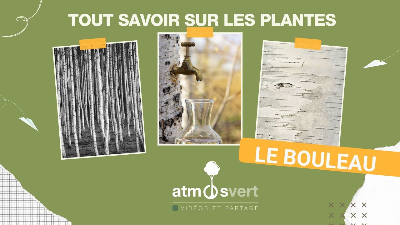 Tout savoir sur les plantes : Le bouleau (Betula spp.)