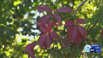 Why does is seem that fall colors are muted this year?
