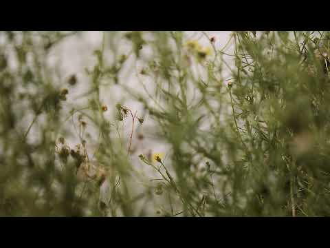 Shovel Dance Collective - The Bold Fisherman (Official Video)