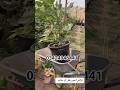 #viralshort #shorts #tree #fruit #farming #shorts #treending #plants #garden #unfrez #instanthedge