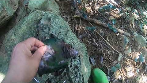 Tập 2 Tiếp tục ngày thứ hai đi thăm bẫy được em chuột 🐭