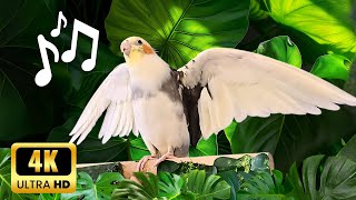 4k Happy Cockatiel Singing in Nature | Cockatiel singing Background  #cockatiel #calopsita by MATI BIRD 1,900 views 1 month ago 2 hours, 2 minutes