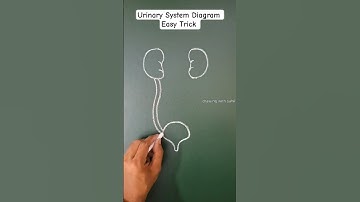 urinary system diagram | kidney drawing | kidney diagram #kidney #urinarysystem #excretorysystem