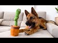 Funny German Shepherd Reaction to Cactus Toy