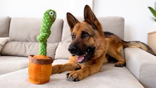 Funny German Shepherd Reaction to Cactus Toy