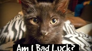 All 8 Kittens Snuggling, Playing & Lovin's ~ Black Cat Struggles ~ Litter #9