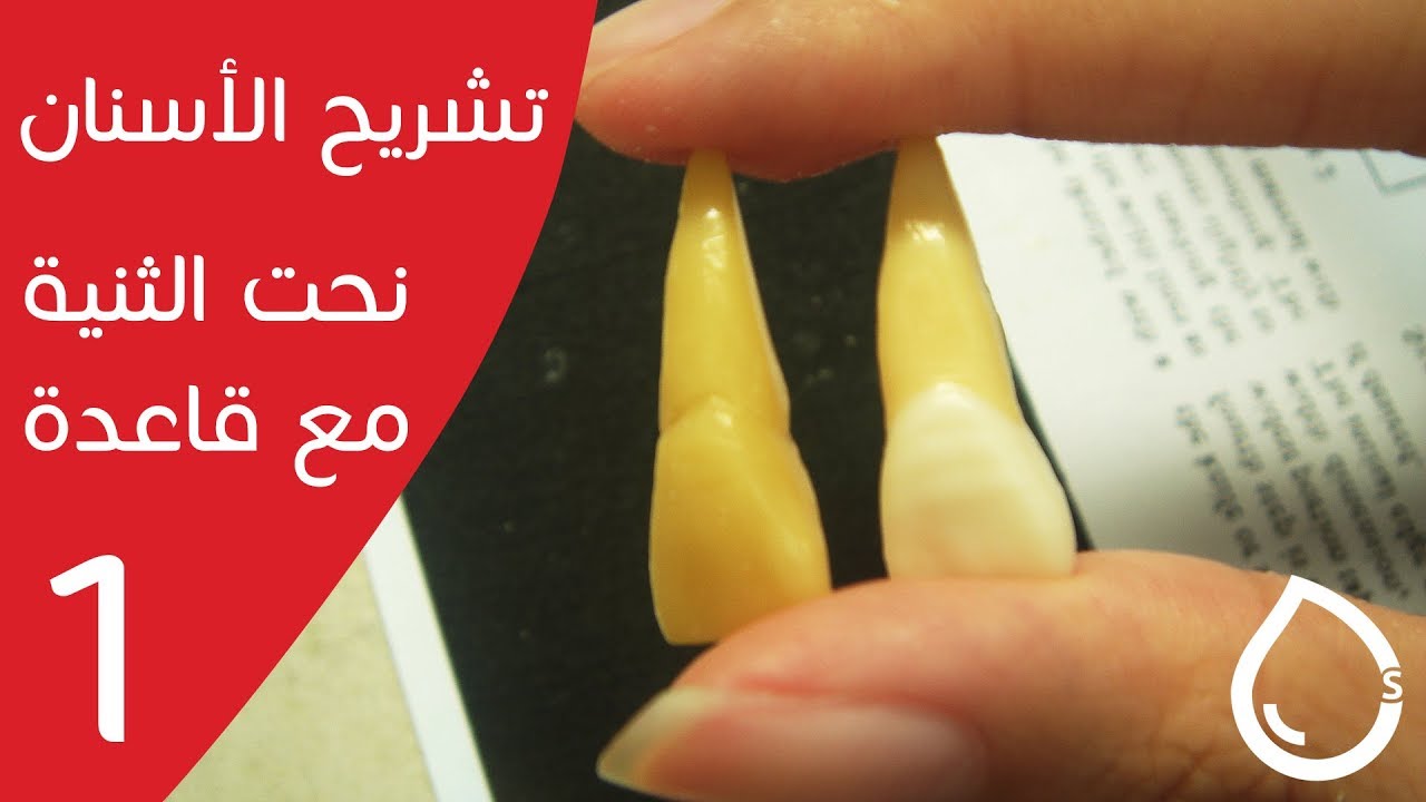 نحت تاج ثنية مع قاعدة