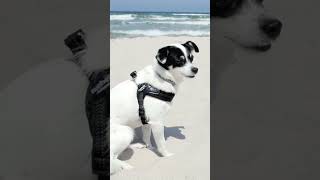 Dogs playing and growling on the beach#990viral#shorts