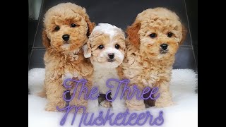 8 weeks old, sweet and tiny Poochon Puppies (Toy Poodle/Bichon Frise)  #puppy #2023 #puppydog