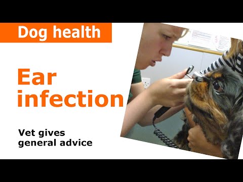 Video: Pet Ear Mites: Diagnose, symptomer, behandlinger