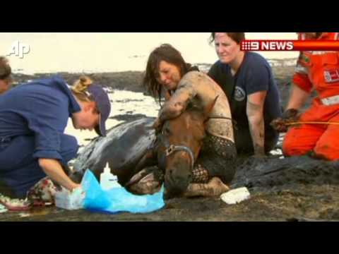 Dramatic Horse Rescue in Australia
