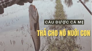 24H đi câu P1 - Câu được cá đang nuôi con thả lại