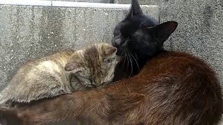 じゃれあう野良猫親子がカワイ過ぎる