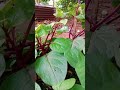 แค่เสียบก็ติด #farming #fishing #fruit #nature #food #garden