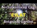 Эйлат (Израиль).  Ботанический сад. Eilat (israel) Botanical Garden