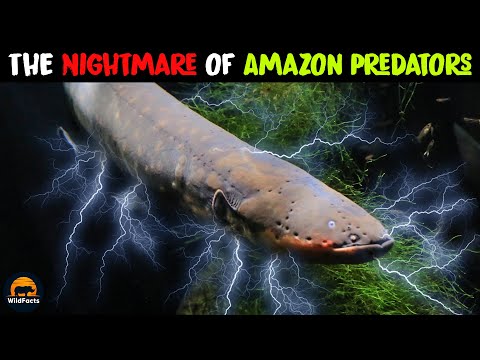 Video: Eel electric - inhabitants of the muddy waters of the Amazon