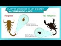 Alacranes dapquim te informa