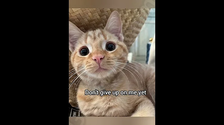 Don't give up on me yet #cat #georgieebom #funny #fyp #memes