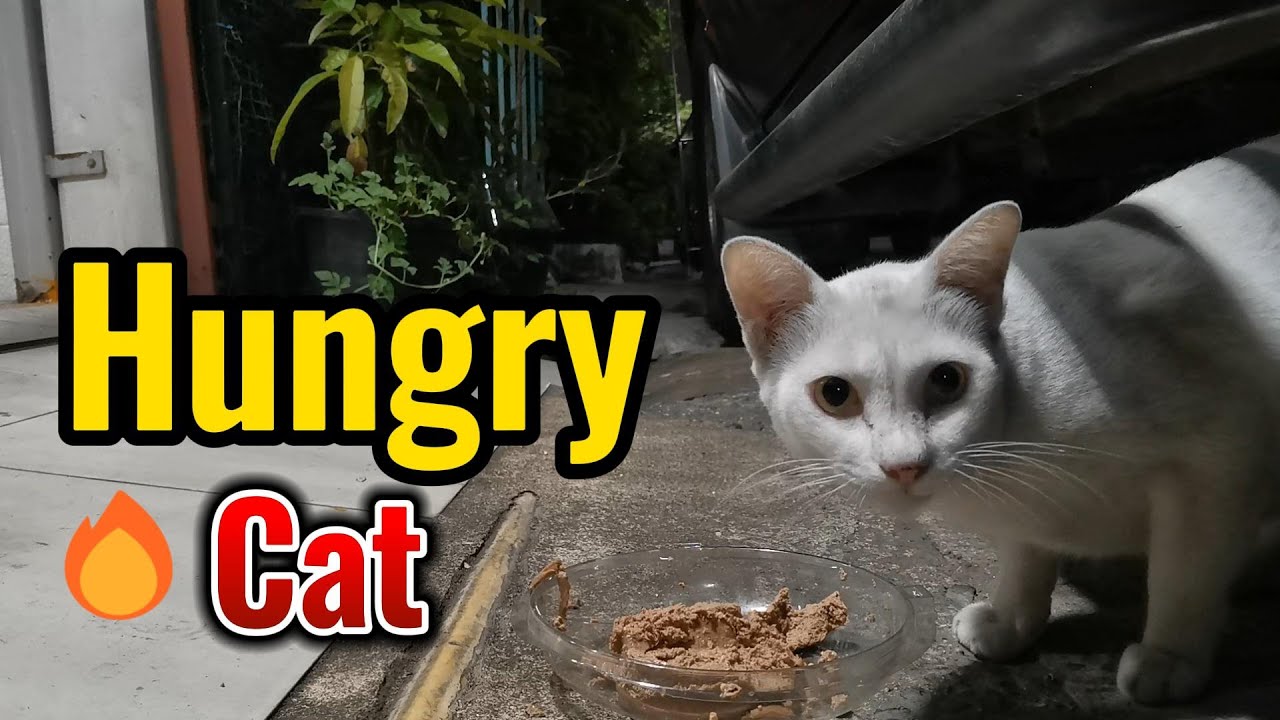 Hungry Cat Ep39 Feeding Stray Cat 11 March 2024 Maxresdefault
