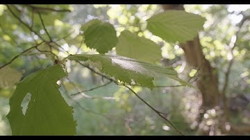 Z Cam E2C Test Footage