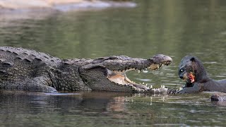 Can Otter Escape When Across The River Has Many Crocodiles