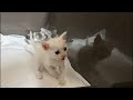 保護から1週間、奇跡の復活を果たしたみくちゃん✨