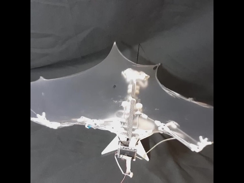 Bat-inspired robot swoops and dives like the real thing