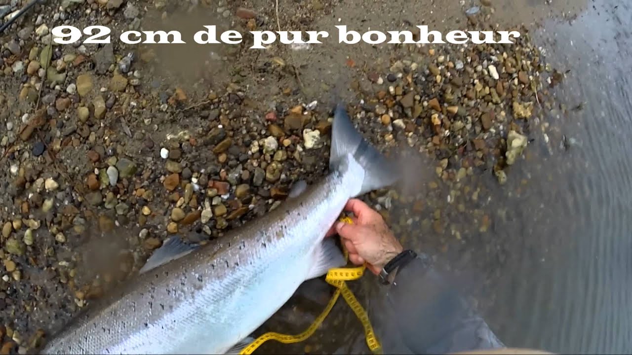 Exceptionnel : un Saumon Atlantique de 92 cm capturé en Loire