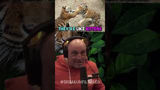 The Horrible Treatment Of Tigers In Captivity | JRE featuring Monty Franklin