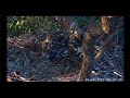 ~Sydney White-bellied Sea-Eagle - Bieliki białobrzuche - Karmienia ~