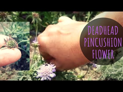 วีดีโอ: Scabiosa Plants: วิธีปลูกดอกไม้หมอนอิง