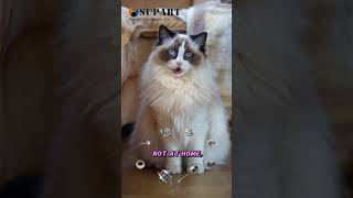 Download Lagu supar machinery turbos #supart #cat #pet #turbo #spares #ragdolls MP3 Download Lagu supar machinery turbos #supart #cat #pet #turbo #spares #ragdolls MP3