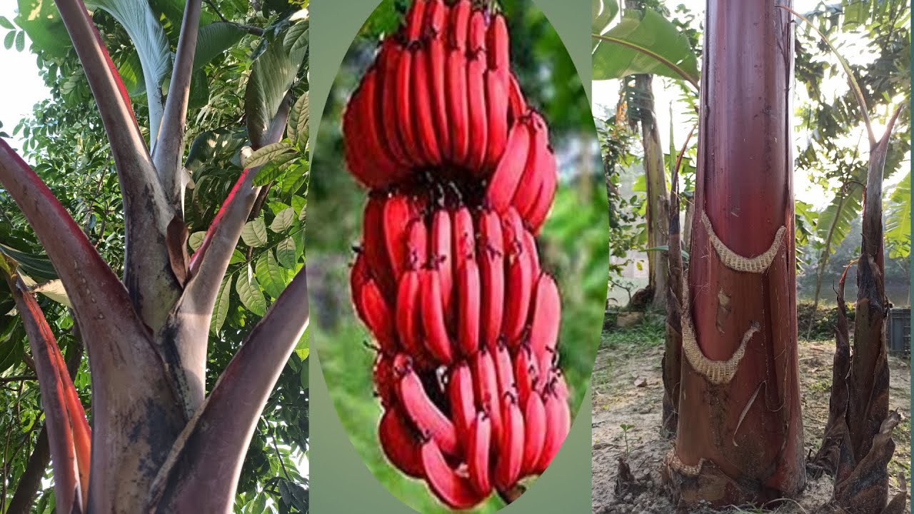 Alaura Eden porno filmlar U jinsiy aloqa ustasi