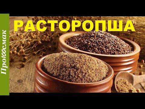 Польза и вред расторопши. Как употреблять расторопшу