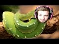 THE SNAKES HAVE RETURNED! (BO1 With A Clip!)