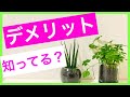 【観葉植物】意外と知らないハイドロカルチャーのデメリット3選