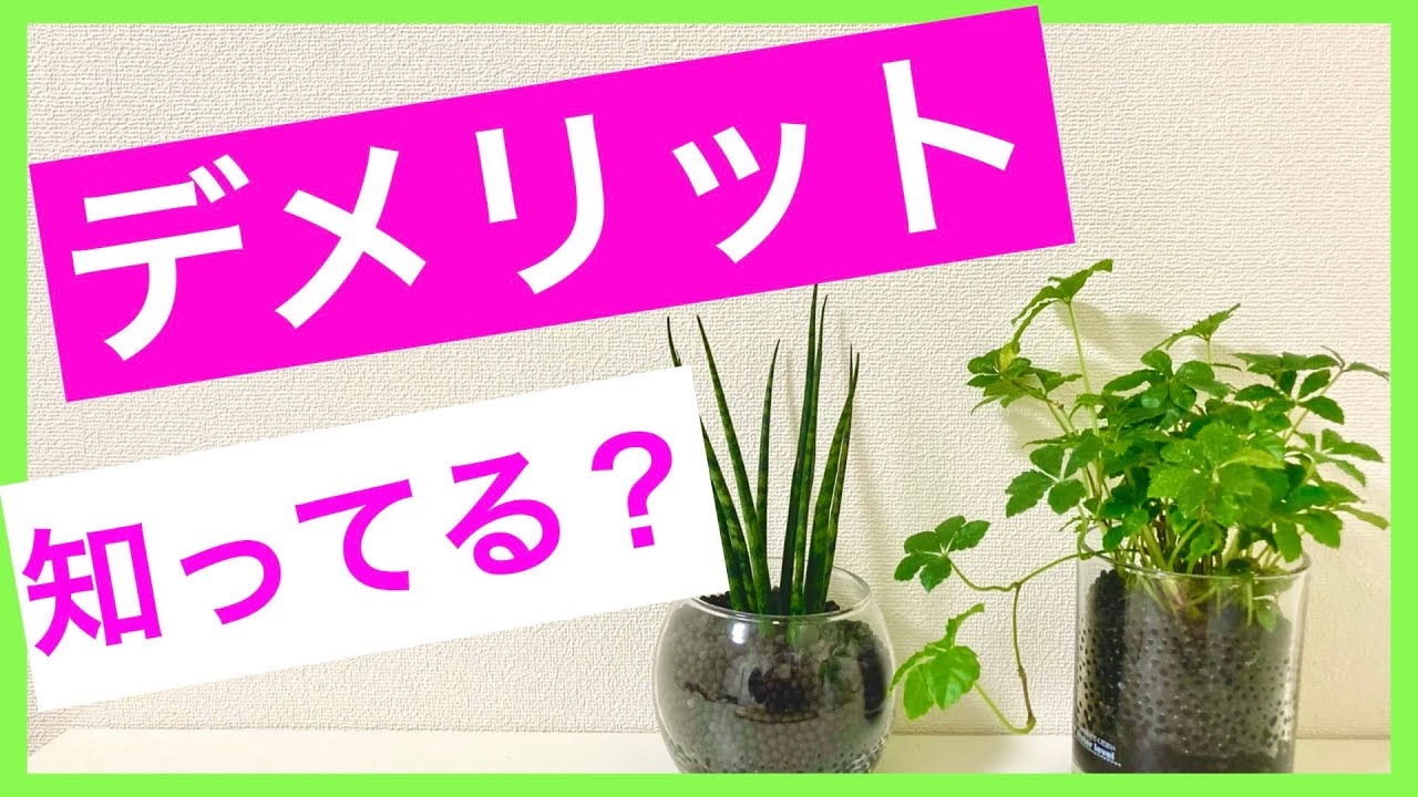 観葉植物 意外と知らないハイドロカルチャーのデメリット3選 Youtube