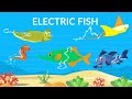 How do fish generate electricity  | Electric Fish | How do fish make electricity | Video for kids