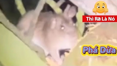 Bẫy Chuột Phá Dừa  | Coconut Rat Trap – Smart Trick to Protect Your Coconut Garden