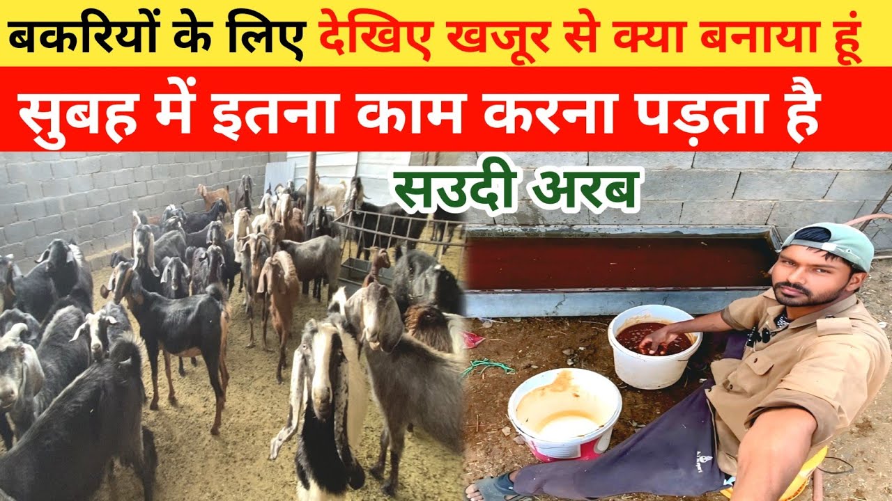 Aaj Bakariyon ke liye khajur ka ras banaya hoon 😊 | saudi arab majra | asna vlog 