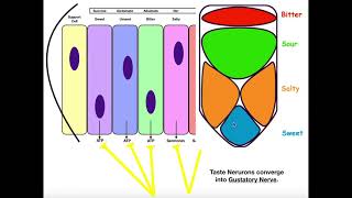 Anatomy & Physiology of Gustation