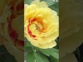 Garden Treasure Itoh Peony