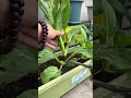The rapeseed shoots #HomeGrowing #PottedVegetables #GrowingTips #HeatResistantVegetables